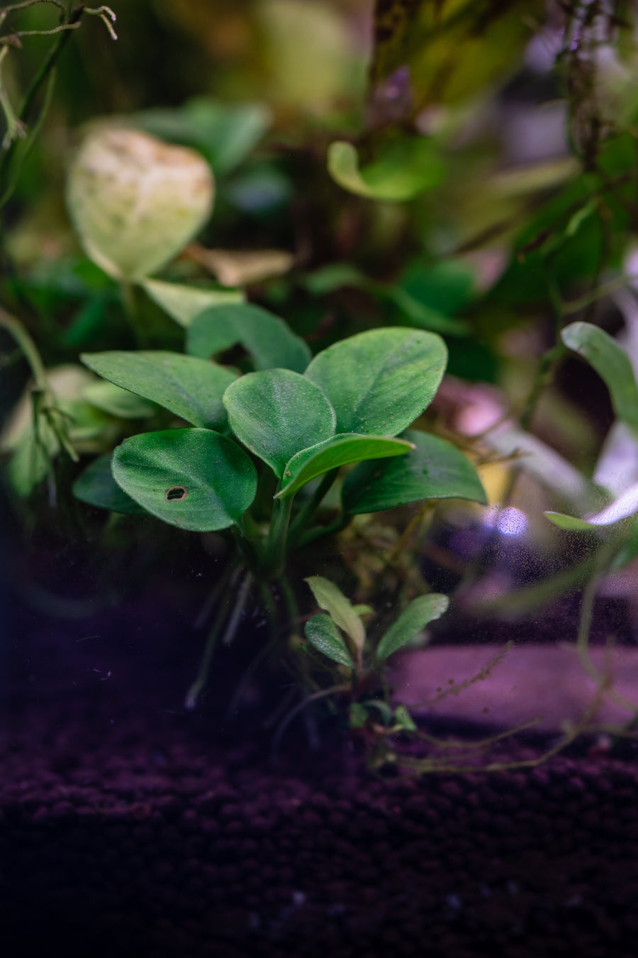 Small green plant in an aquarium 