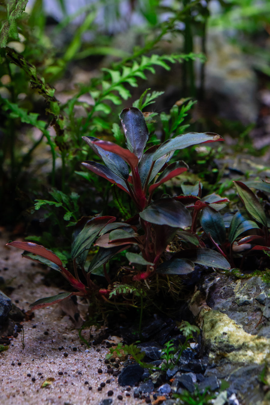 Small plant with red and green leaves in a natural setting with rocks and plants.
