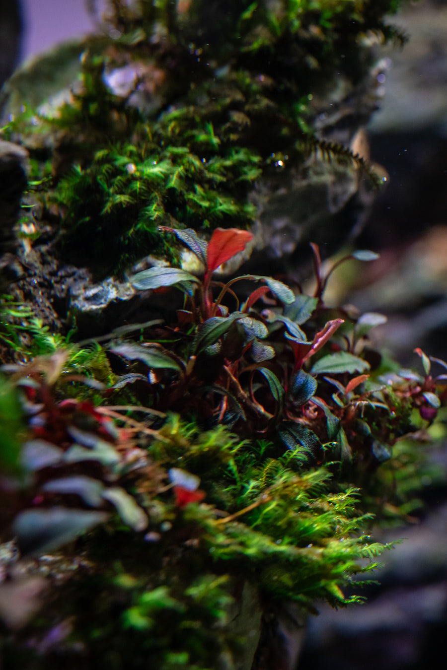 Close-up of green and red plants