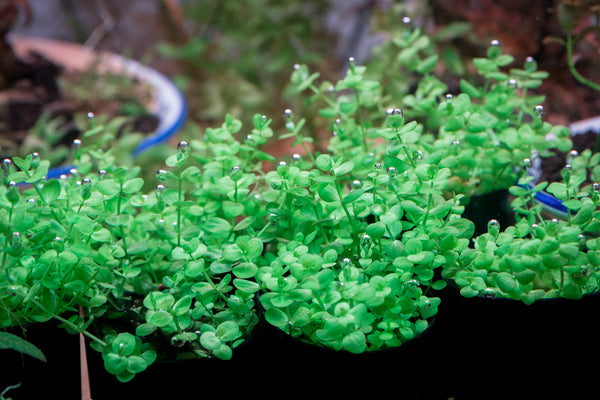 Micranthemum Umbrosum