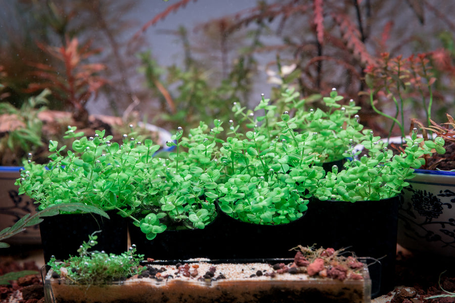 Row of green plants in black pots on a wooden surface 