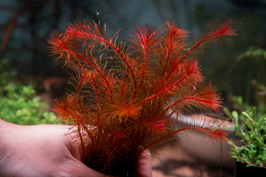 Rotala Vietnam — live aquatic plant in a planted aquarium