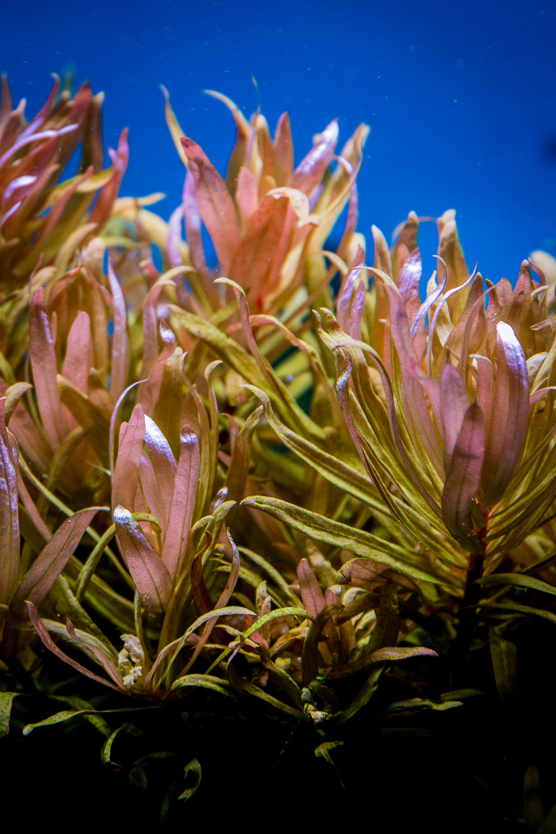 Ammania Pendicellata 'Golden'