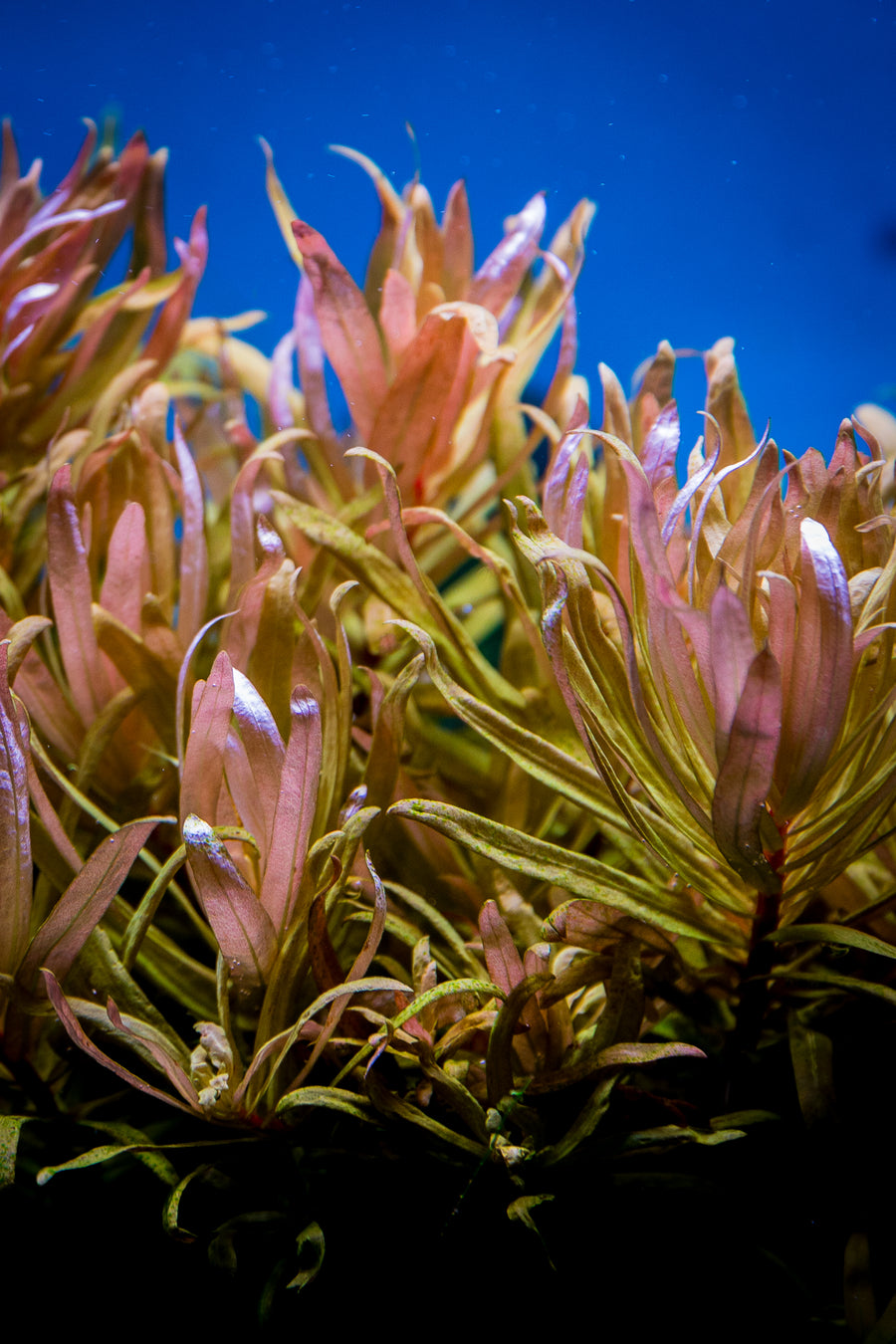 Ammania Pendicellata 'Golden' — live aquatic plant in a planted aquarium
