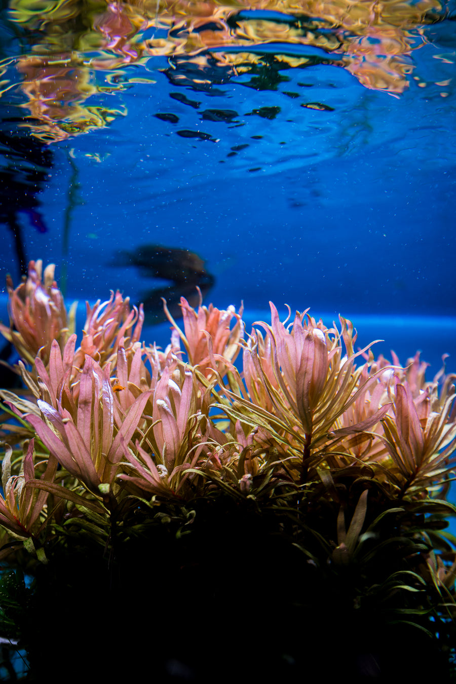 Ammania Pendicellata 'Golden' — live aquatic plant in a planted aquarium