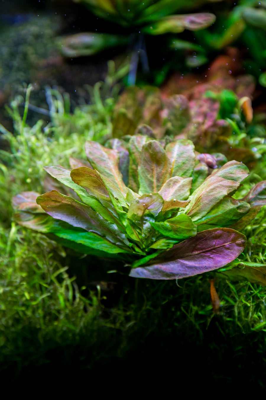 Ludwigia Sphaerocarpa - Golden Aquarium Stem Plant in a planted aquarium