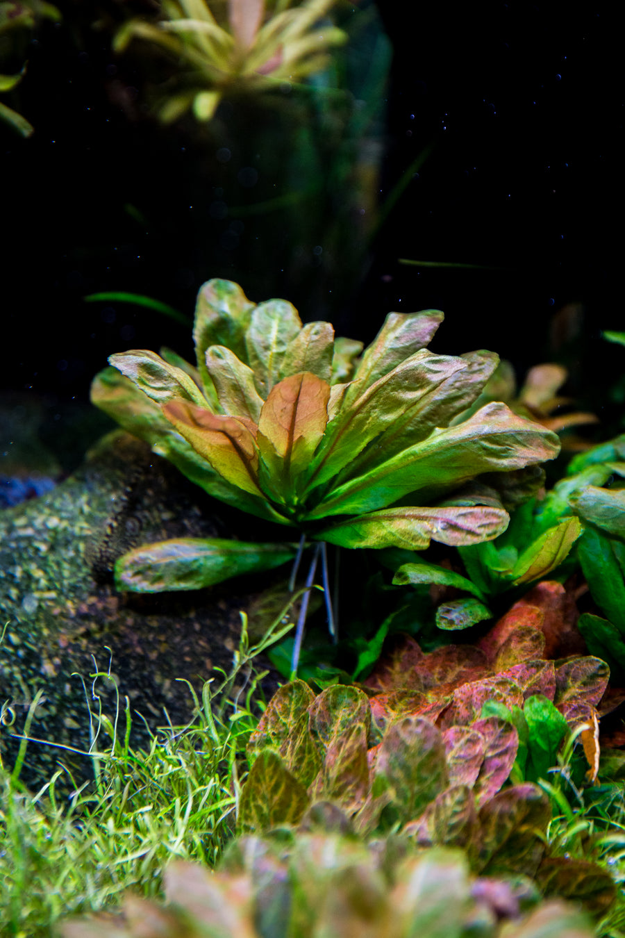 Ludwigia Sphaerocarpa - Golden Aquarium Stem Plant in a planted aquarium