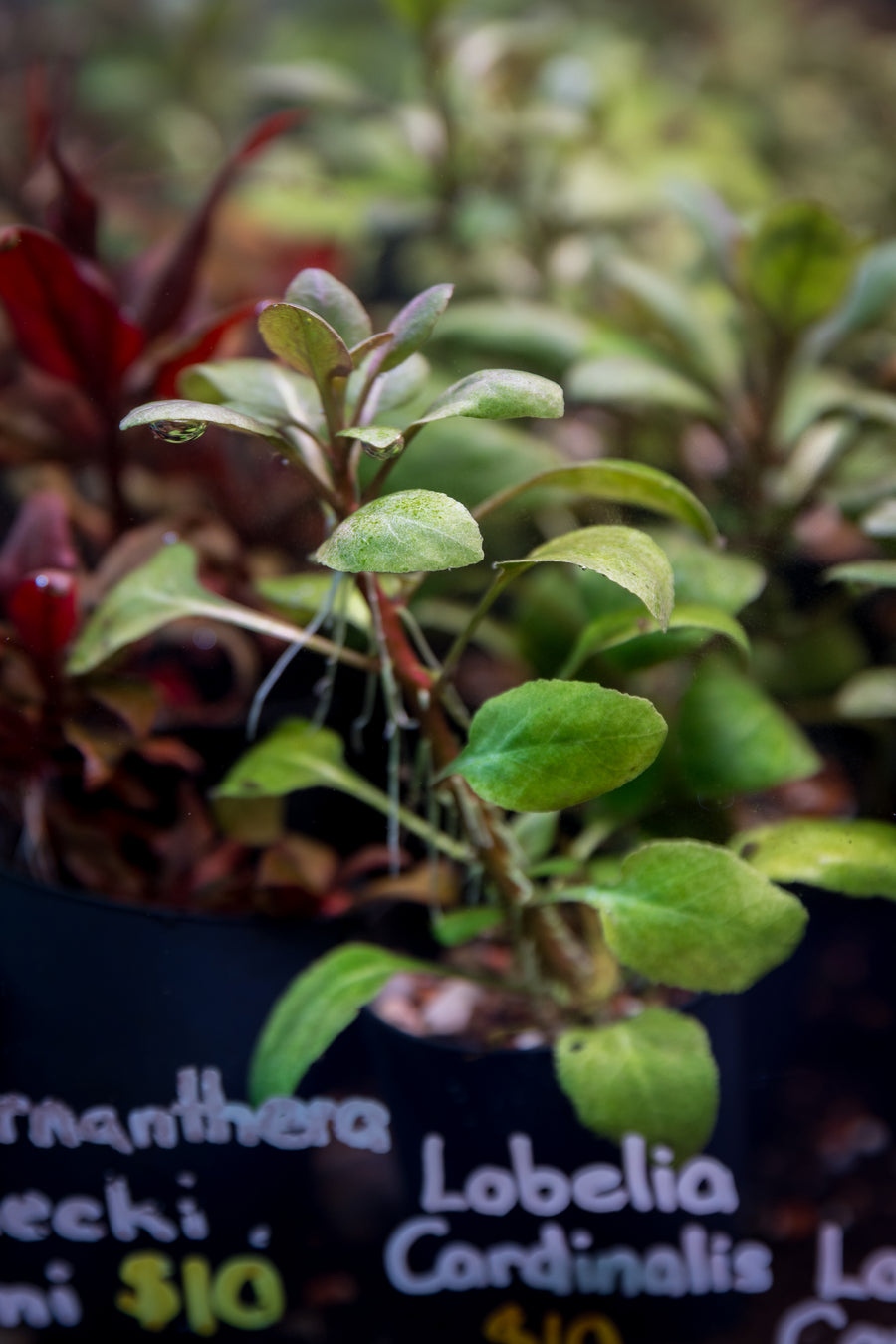 Lobelia Cardinalis — live aquatic plant in a planted aquarium