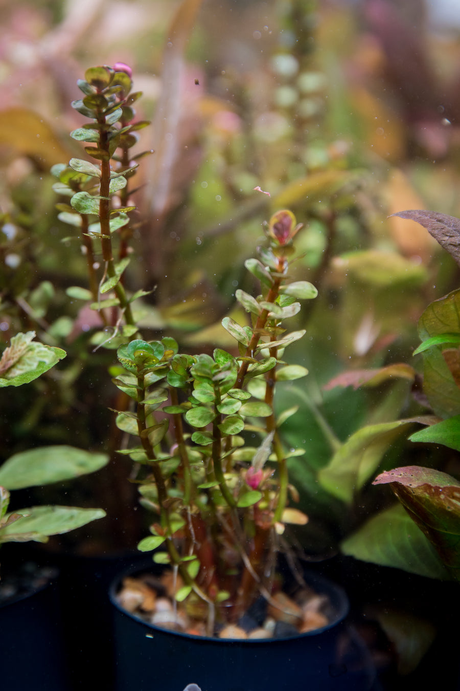 Rotala indica 'Bonsai' — live aquatic plant in a planted aquarium