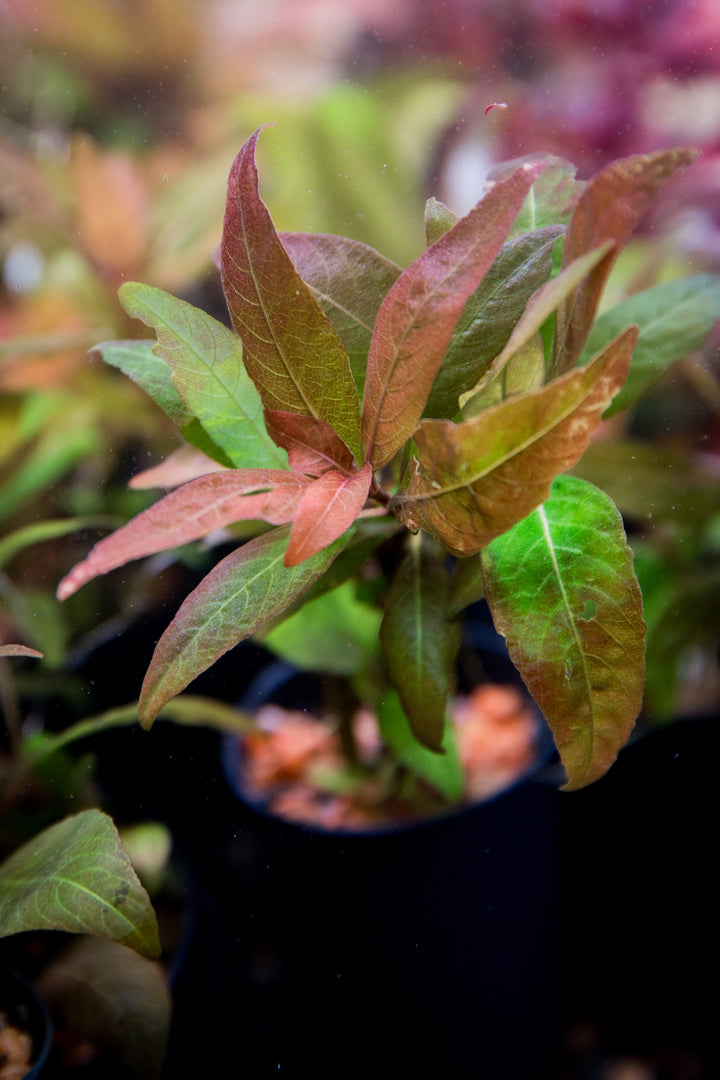 Hygrophila corymbosa 'Kompakt'