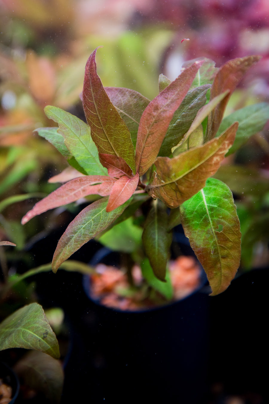 Hygrophila corymbosa 'Kompakt' — live aquatic plant in a planted aquarium