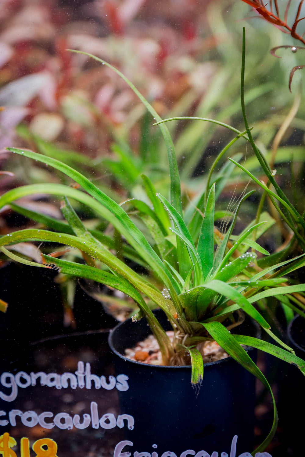 Eriocaulon Vietnam — live aquatic plant in a planted aquarium