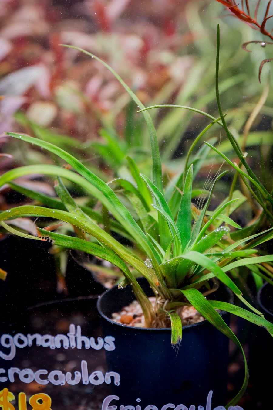 Eriocaulon Vietnam — live aquatic plant in a planted aquarium