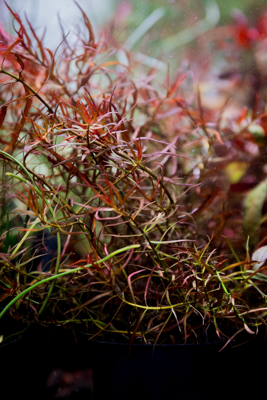 Ludwigia arcuata — live aquatic plant in a planted aquarium