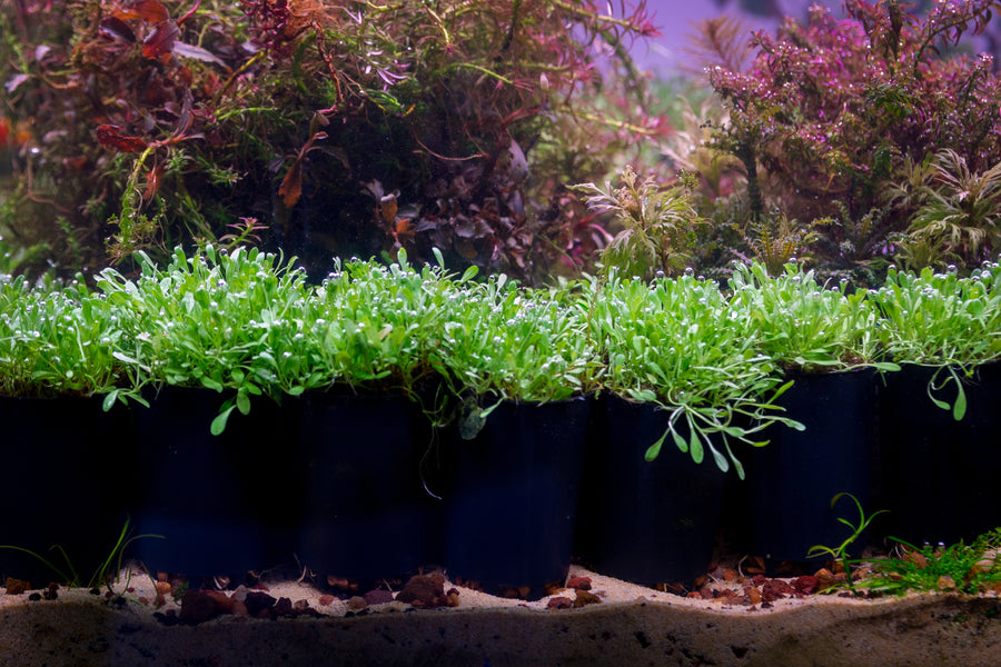 Glossostigma elatinoides — live aquatic plant in a planted aquarium