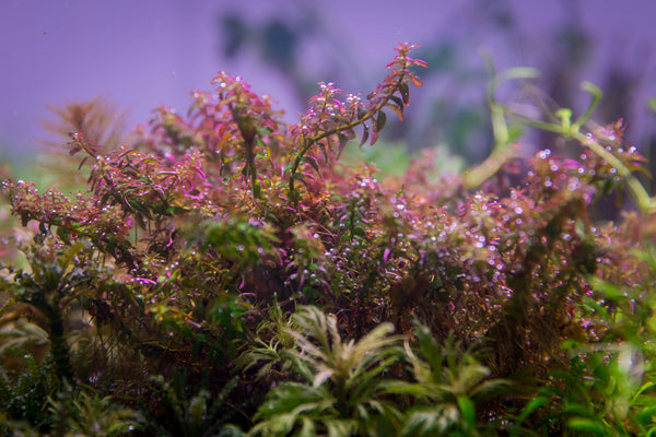 SALE - Rotala Macrandra 'Mini Type 2' - Curled Leaf