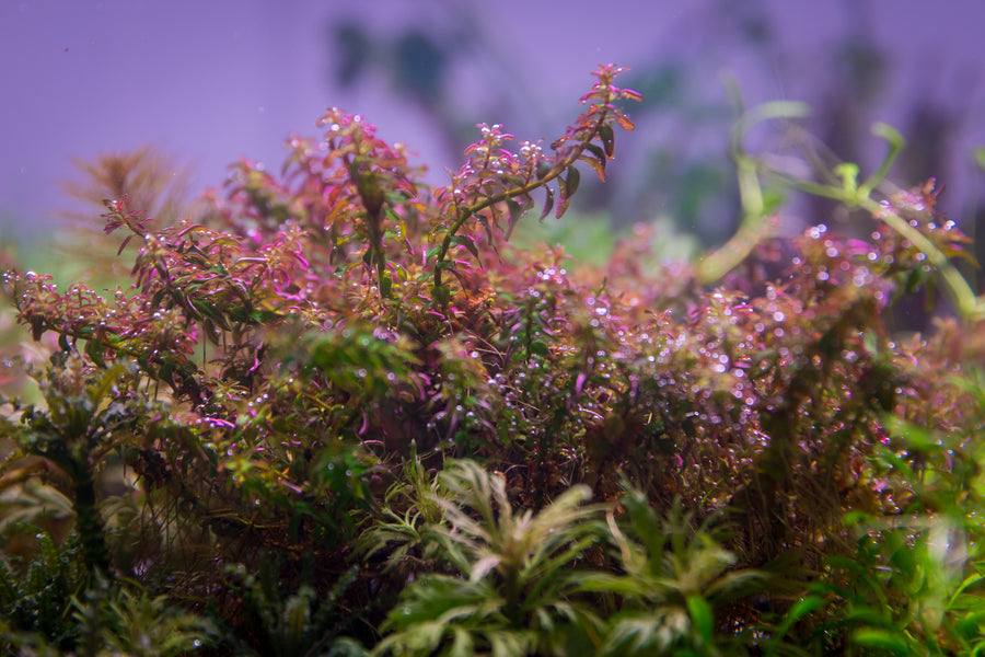 Rotala Macrandra 'Mini Type 2' — live aquatic plant in a planted aquarium