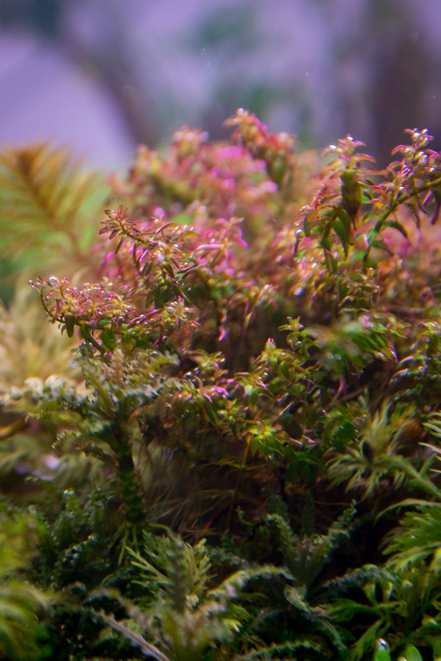 Rotala Macrandra 'Mini Type 2' — live aquatic plant in a planted aquarium