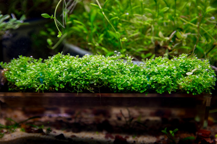 Hemianthus callitrichoides 'Cuba' (Dwarf Baby Tears) - Carpeting Plant