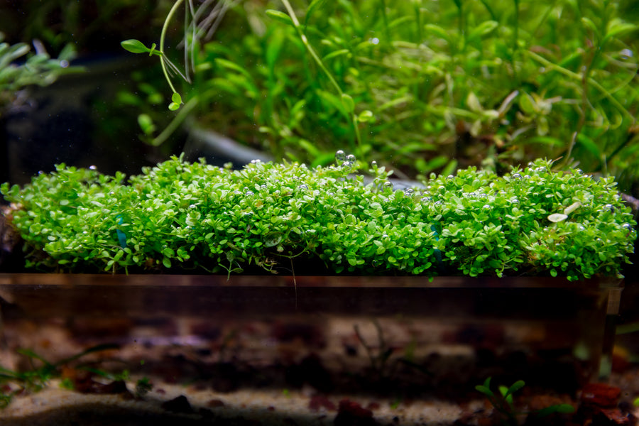 Hemianthus callitrichoides 'Cuba' — live aquatic plant in a planted aquarium