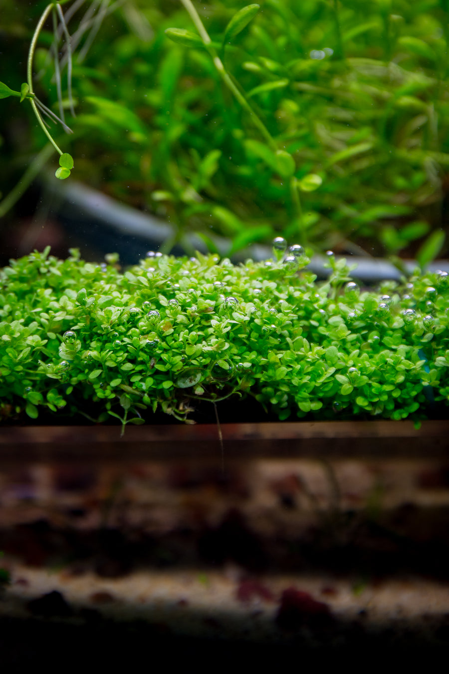 Hemianthus callitrichoides 'Cuba' — live aquatic plant in a planted aquarium