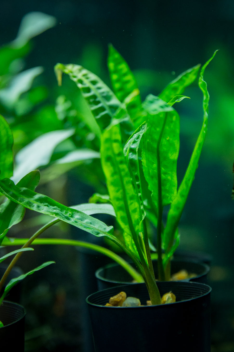 Cryptocoryne Balansae — live aquatic plant in a planted aquarium