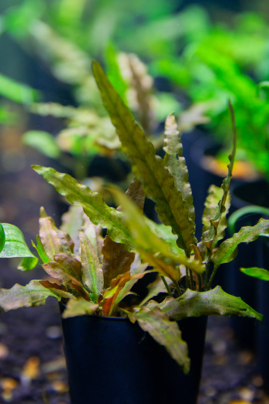 Cryptocoryne wendtii 'Red' — live aquatic plant in a planted aquarium