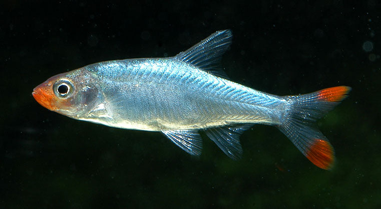 Burmese Rummynose