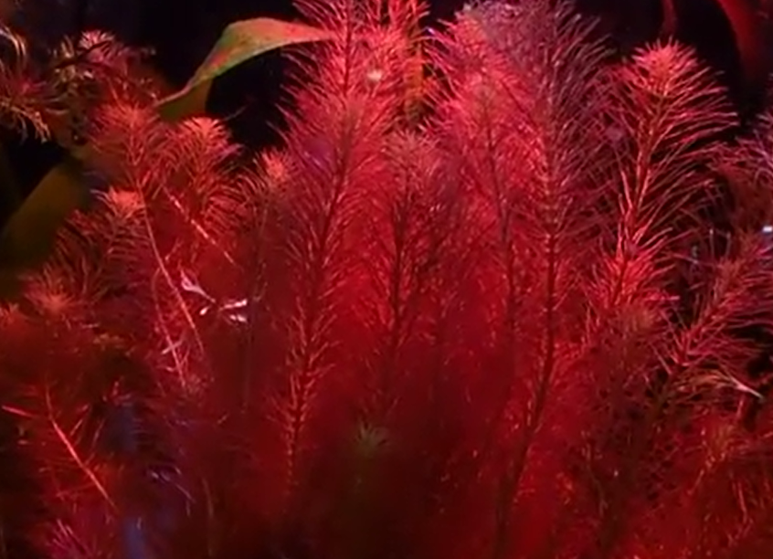 Rotala Vietnam