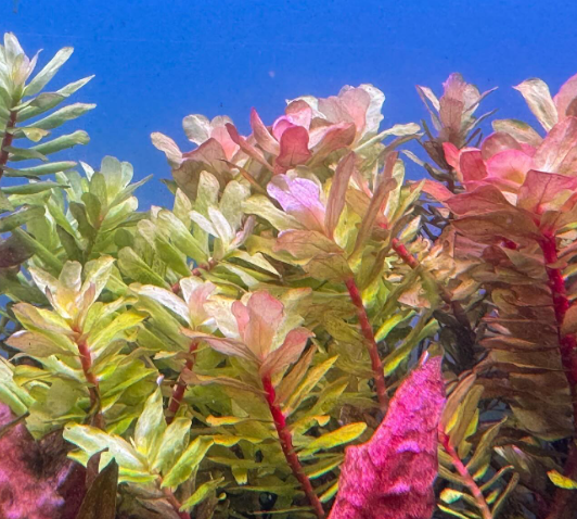Rotala Tulunadensis - Compact Green Aquarium Stem Plant