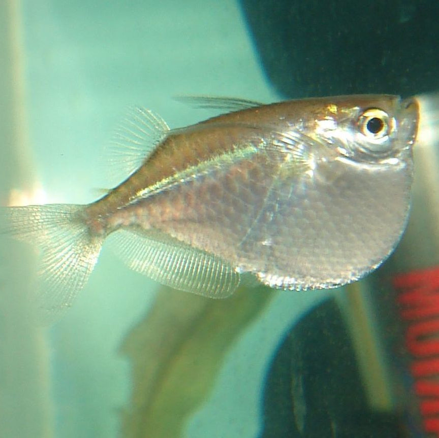 Albino Hatchetfish