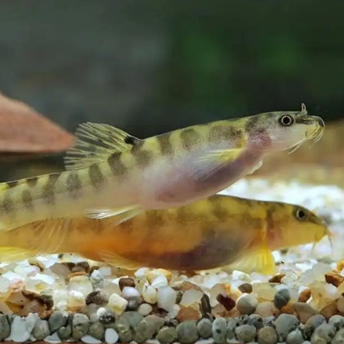 Two striped fish in an aquarium setting with gravel and a blurred background