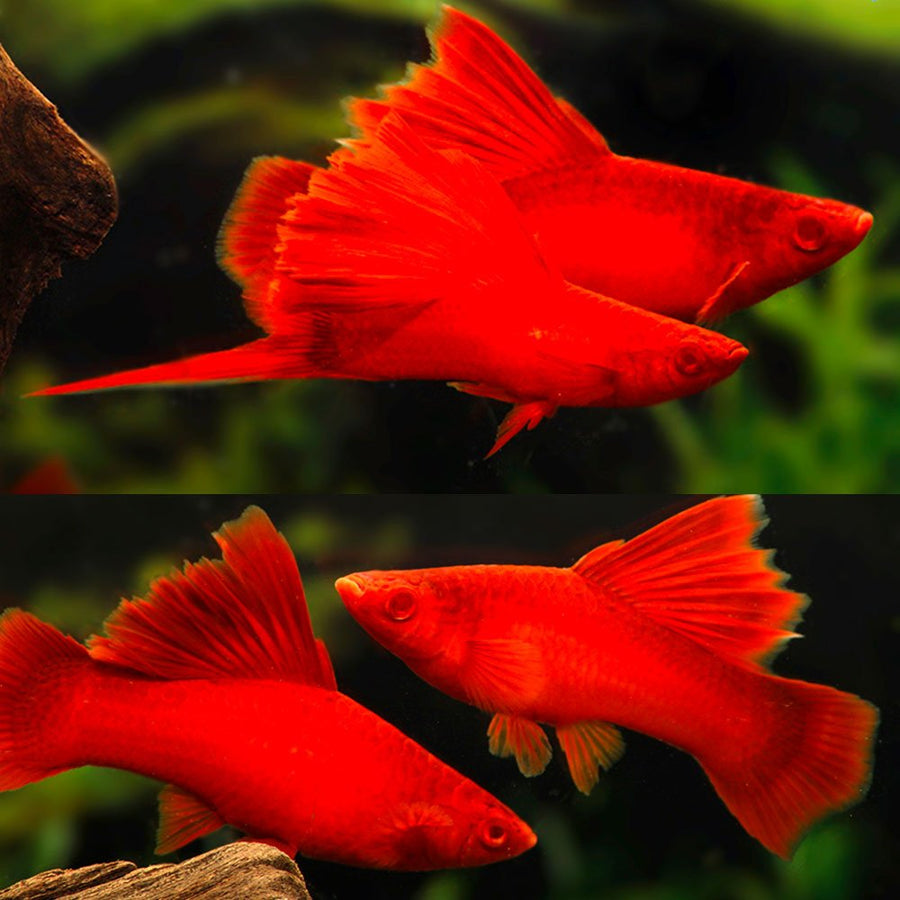 Firecracker Swordtail