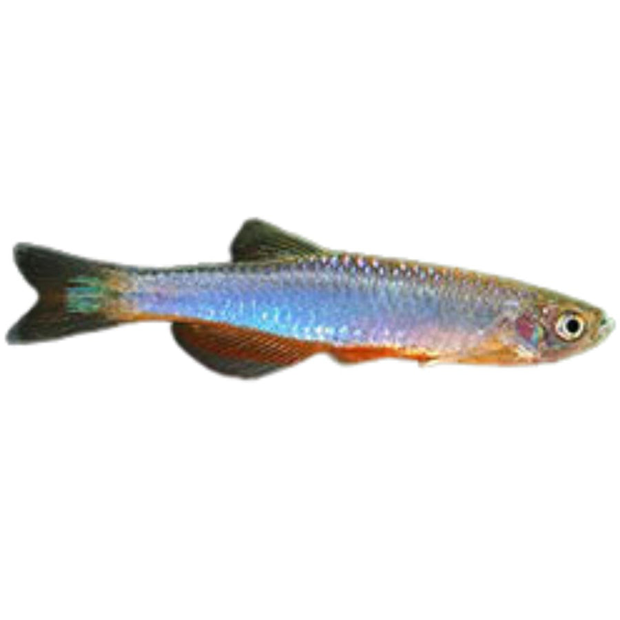 Rose Danio
