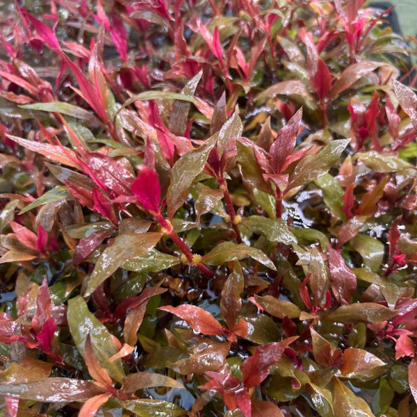 Alternanthera rosaefolia