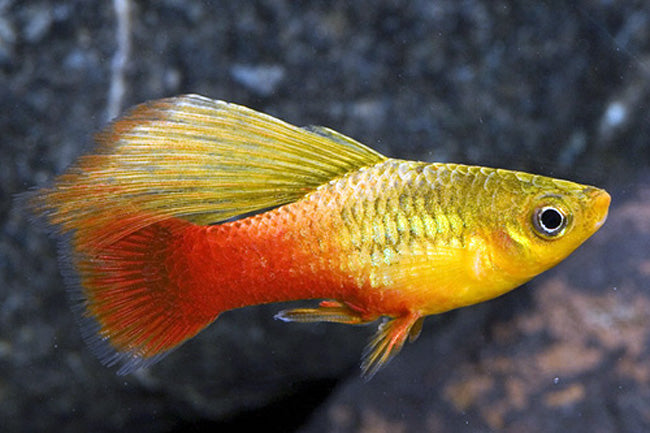 Sunset Hi-fin Platy