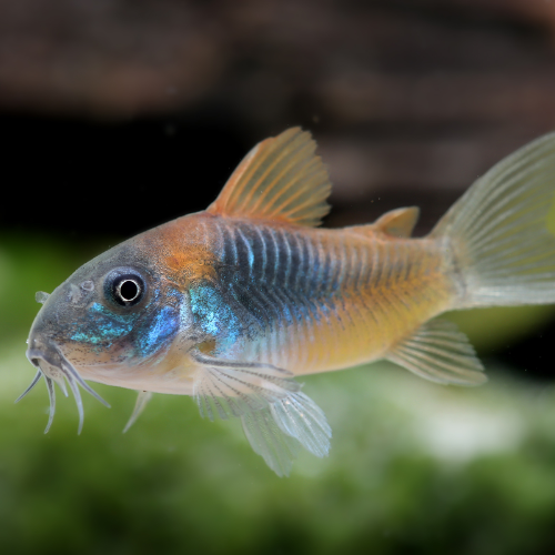 Close-up of a colorful fish with a blurred natural background