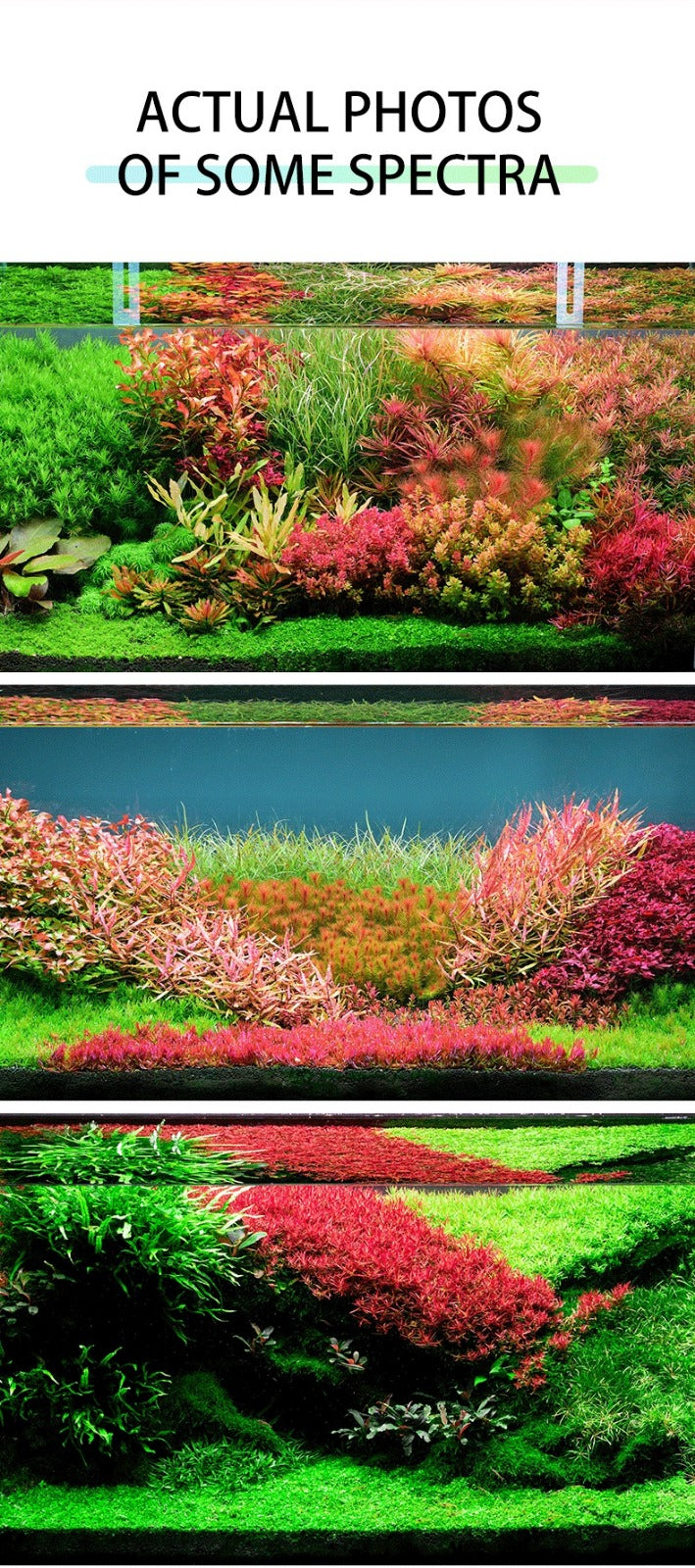 Netlea Lights (Voice Controlled - New)