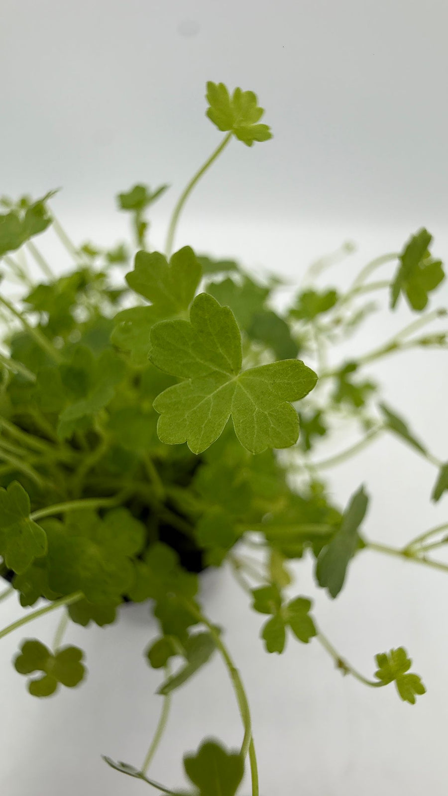 Hydrocotyle Tripartita — live aquatic plant in a planted aquarium