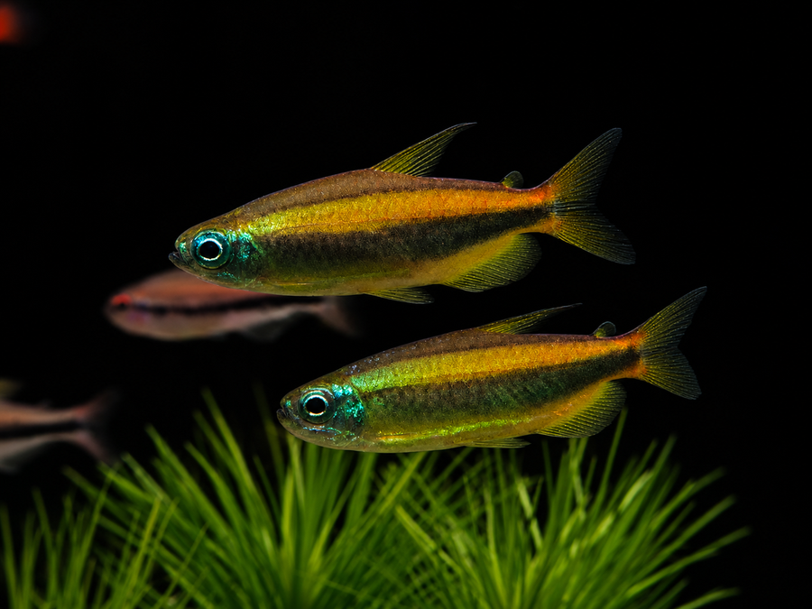 Brown Congo Tetra
