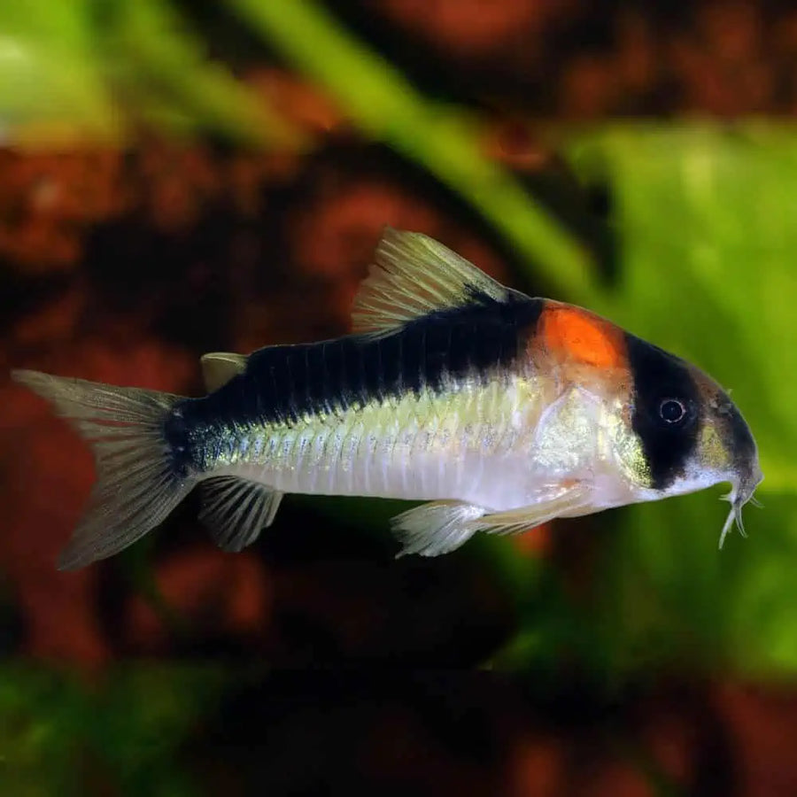 Adolfoi Corydoras