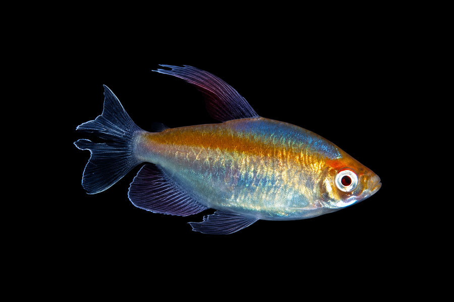 Albino Congo Tetra