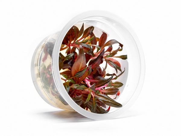 AquaDepot Tissue Culture-Alternanthera reineckii "Mini"