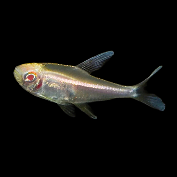 Albino Black Neon Tetra (Hyphessobrycon herbertaxelrodi)
