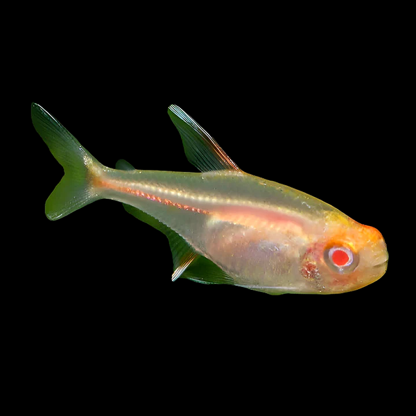 Albino Glowlight Tetra (Hemigrammus erythrozonus)