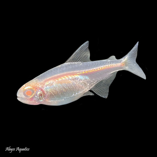 Albino Glowlight Tetra (Hemigrammus erythrozonus)
