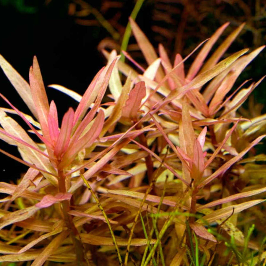 Ammania Gracilis