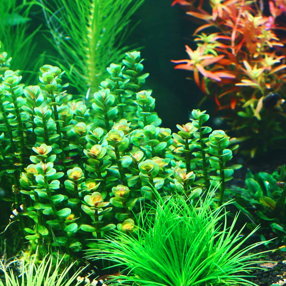 Colorful aquarium with green and red plants.