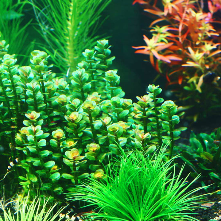 Colorful aquarium with green and red plants.