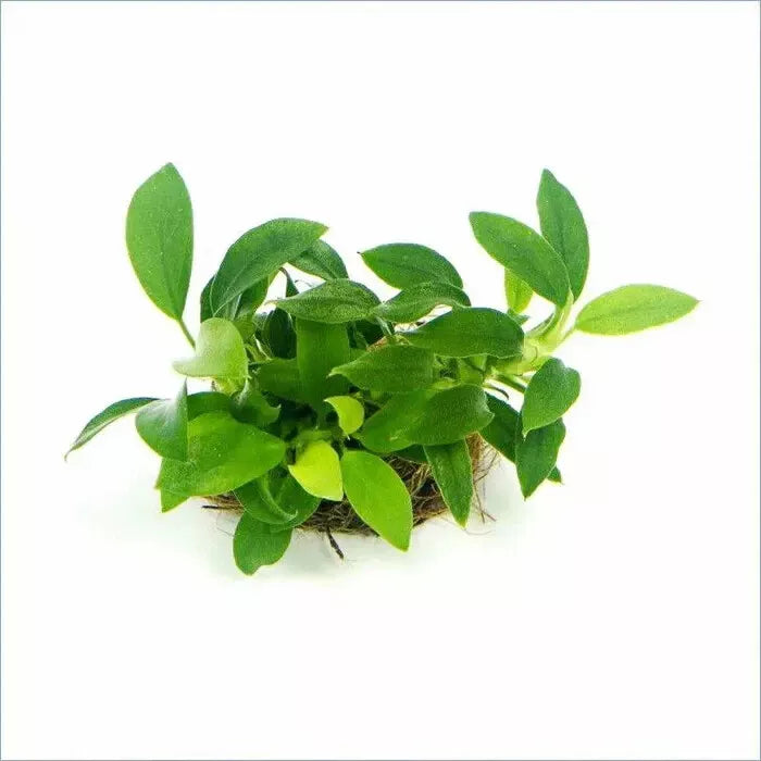 Anubias barteri 'Pangolino', small green plant on a white background